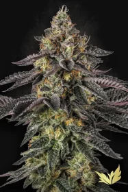 Paradise Seeds Sunset Paradise - 3 feminisierte Samen