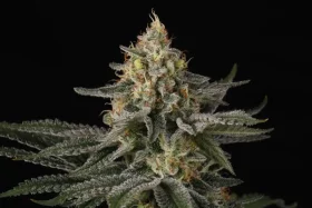 Paradise Seeds Sunset Paradise - 3 feminisierte Samen