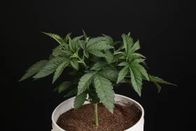 Paradise Seeds Sunset Paradise - 3 feminisierte Samen