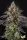 Paradise Seeds Sunset Paradise - 3 feminisierte Samen