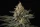 Paradise Seeds Sunset Paradise - 3 feminisierte Samen