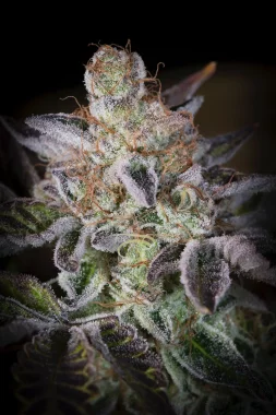 Paradise Seeds Sweetopia - 3 feminisierte Samen