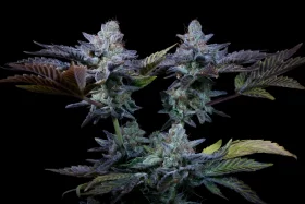 Paradise Seeds Sweetopia - 3 feminisierte Samen