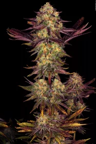 Paradise Seeds Tangerine Sorbet - 3 feminisierte Samen