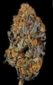 Paradise Seeds Tangerine Sorbet - 3 feminisierte Samen