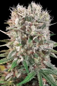 Paradise Seeds Wappa - 3 feminisierte Samen