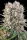 Paradise Seeds Wappa - 3 feminisierte Samen