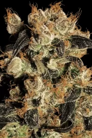 Paradise Seeds White Berry - 3 feminisierte Samen