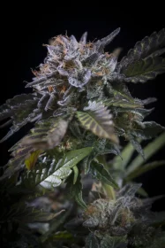 Paradise Seeds White Noise - 3 feminisierte Samen