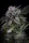 Paradise Seeds White Noise - 3 feminisierte Samen