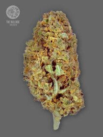 The Bulldog Seeds Amnesia - 3 feminisierte Samen