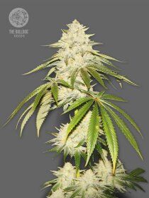 The Bulldog Seeds Joris Pound Cake - 3 feminisierte Samen