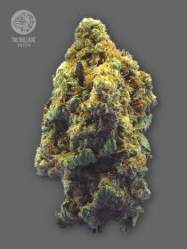 The Bulldog Seeds Kush - 3 feminisierte Samen