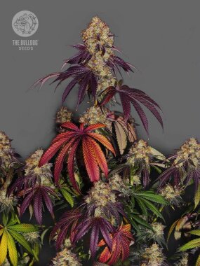 The Bulldog Seeds Gelato 17 - 3 feminisierte Samen