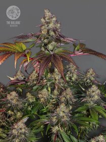 The Bulldog Seeds Gelato 17 - 3 feminisierte Samen