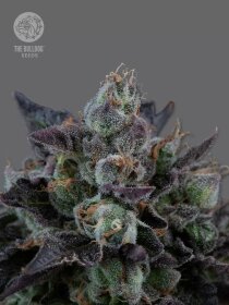 The Bulldog Seeds Gelato 17 - 3 feminisierte Samen