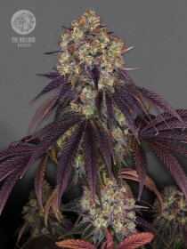 The Bulldog Seeds Gelato 17 - 3 feminisierte Samen