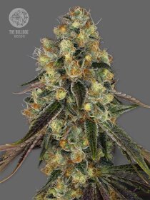 The Bulldog Seeds Cookies - 3 feminisierte Samen