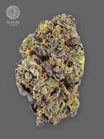 The Bulldog Seeds Gelato AUTO - 3 automatisierte Samen