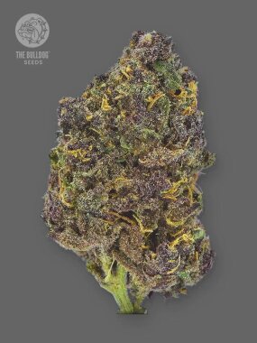 The Bulldog Seeds Purple CBD AUTO - 3 automatisierte Samen