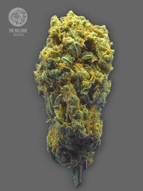 The Bulldog Seeds Strawberry Haze AUTO - 3 autoflowering...