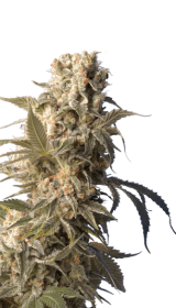 Serious Seeds AK-47 - 6 feminisierte Samen