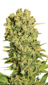 Serious Seeds Chronic - 6 feminisierte Samen