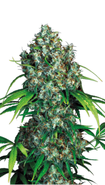 Serious Seeds Double Dutch - 6 feminisierte Samen