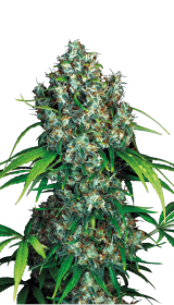 Serious Seeds Double Dutch - 6 feminisierte Samen