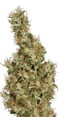 Serious Seeds Kali Mist - 6 feminisierte Samen