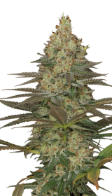 Serious Seeds Seriosa - 6 feminisierte Samen