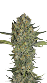 Serious Seeds Serious Kush - 6 feminisierte Samen