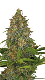 Serious Seeds Strawberry AK - 6 feminisierte Samen