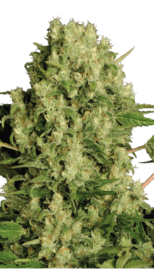 Serious Seeds White Russian - 6 feminisierte Samen