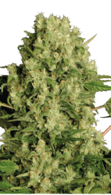 Serious Seeds AK-47 AUTO - 6 autoflowering Samen