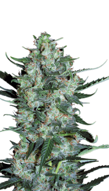 Serious Seeds White Russian AUTO - 6 autoflowering Samen