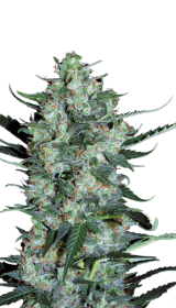 Serious Seeds White Russian AUTO - 6 autoflowering Samen