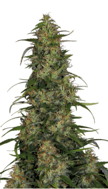 Serious Seeds Chronic CBD - 6 feminisierte Samen