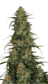 Serious Seeds Chronic CBD - 6 feminisierte Samen