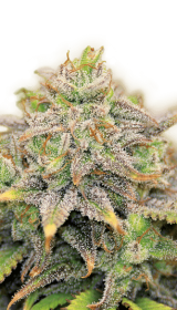 Serious Seeds Warlock CBD - 6 feminisierte Samen