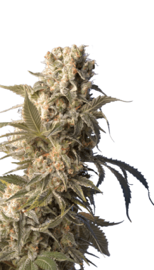 Serious Seeds AK-47 REGULAR - 11 reguläre Samen