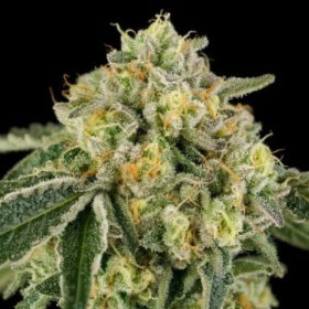 Wizard Trees Genetics Bowshooter - 6 feminisierte Samen