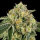 Wizard Trees Genetics Bowshooter - 6 feminisierte Samen