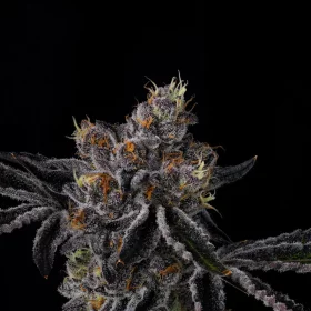 Wizard Trees Genetics Fiestaz - 6 feminisierte Samen