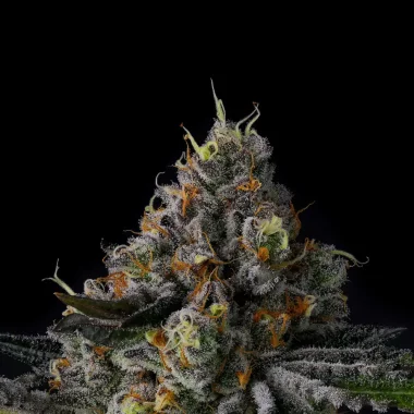 Wizard Trees Genetics Galactic Rainbow - 6 feminisierte...