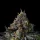 Wizard Trees Genetics Galactic Rainbow - 6 feminisierte Samen