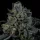 Wizard Trees Genetics Neon Runtz - 6 feminisierte Samen