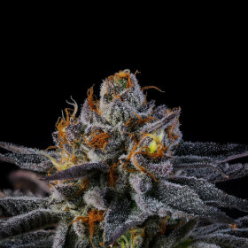 Wizard Trees Genetics Pep Z - 6 feminisierte Samen