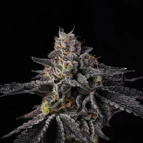 Wizard Trees Genetics Rainbow Gelato - 6 feminisierte Samen