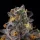 Wizard Trees Genetics Rainbow Swirl - 6 feminisierte Samen